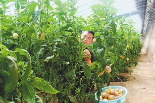 从沃土到餐桌 民勤县农产品加工销售产业链的培育与展望