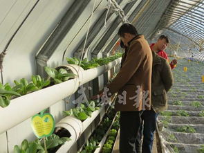 凉州区下双镇 设施蔬菜出口基地，打造农产品国际化新名片